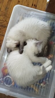 Ragdoll koťátka bez PP - 4