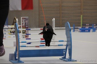 Sportovní králík s pp - Rorix - 4
