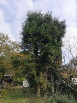 Prodám chvojí z jedle bělokoré - 4