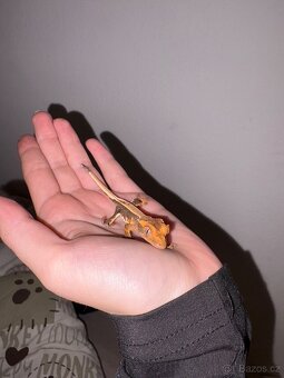 Pagekon řasnatý - 4