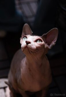 Sphynx - 4