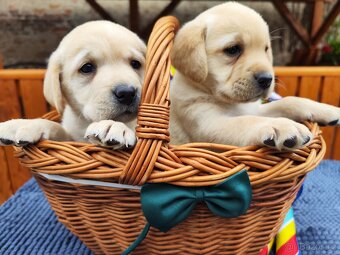Nabídka štěňat labradorského retrievera - 4