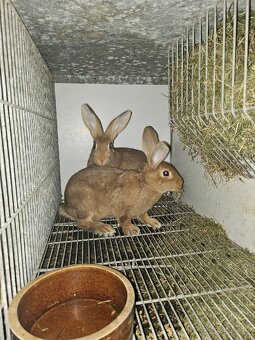 Králíci - 4