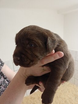 Štěňátka labradorského retrievera - 4