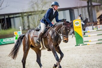 Prodám 4 letou kobylku vhodnou do vyššího sportu - 4