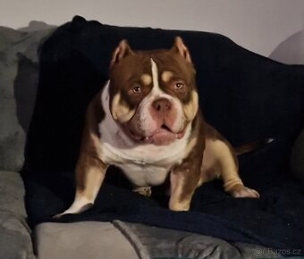 American bully - 4