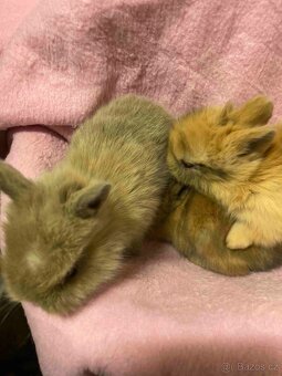 Zakrslý králíček - Červení saténoví, Lvíčci, Morčátka - 4