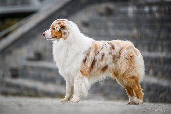 krytí CHOVNÝM PES - australský ovčák s PP - 4