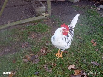 Vlaška exchequer - 4