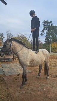 Prodáme pony valacha - 4