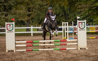 5letá ČT klisna na prodej - 4