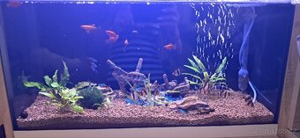 🐠 Prodám 2 kompletně zařízená akvária s rybičkami – 40 l 🐠 - 4