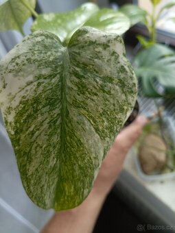 Monstera mintka - 4
