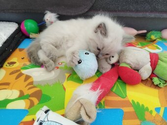 Ragdoll koťátka - 4