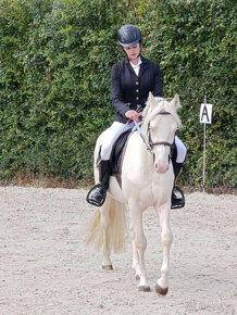 super nabídka připouštění pony , př pro tohoto skvělého - 4