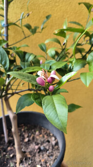 Prodám plodící citroník MEYER (č.68a) - 4