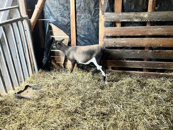 Kamerunská ovce - 4