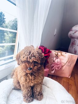 Maltipoo holčička - 4