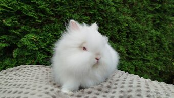 Zakrslý králík, králíček -(TEDDY)-ONDŘEJ - 4