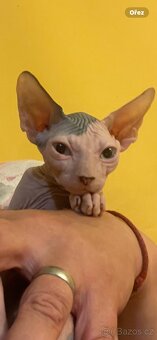 Kanadský sphynx bez PP - 4