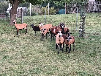 Kamerunská ovce - 4