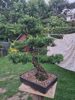 Bonsai,bonsaj Modřín - 4