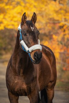 Na prodej valach A1/1, 13let - 4