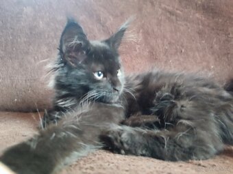 Mainská mývalí bez PP - 4