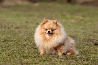 Pomeranian s PP - 4