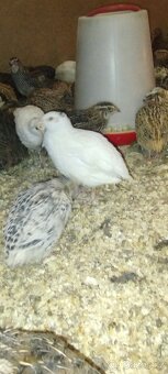 Křepelka japonská - 4