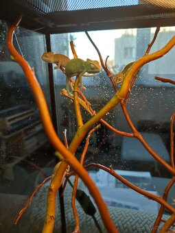 Chameleon Jemenský - mláďata - 4