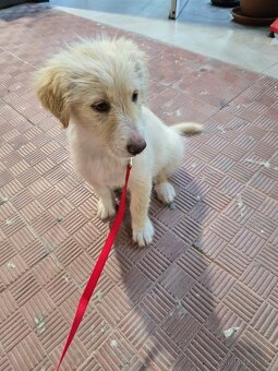 K adopci: Sicilská princezna Ribolla - 4