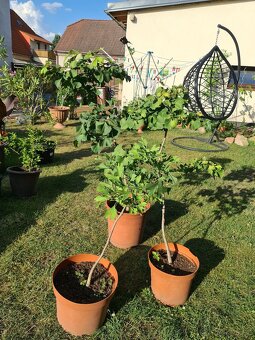 Ginkgo biloba - 4