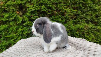 Zakrslý beránek, králíček, králík - HENRY - 4