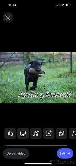 Labrador retrívr trial linie - 4