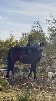Potřebuju se zbavit tohoto koně typu Lusitano - 4