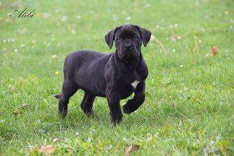 Cane Corso štěňátka s FCI PP - 4