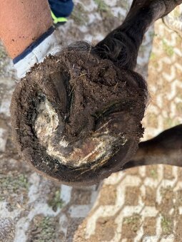 Kopytářské služby - BAREHOOF úprava kopyt koní - 4