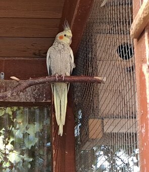 Korela chocholatá - 4