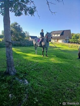 Prodám kobylu - 4
