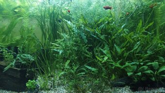 AKVARIJNÍ ROSTLINY -RŮŽKATEC - 4