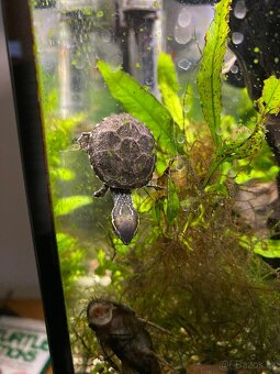 Klapavka obecná - Sternotherus odoratus - 4