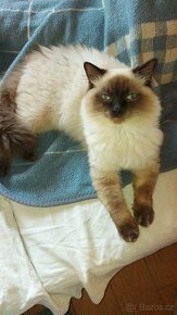 Ragdoll kocur na krytie - 4