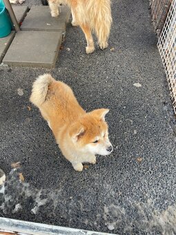 Štenátka Akita inu - 4