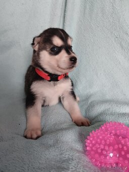 Sibiřský husky štěně štěňata štěňátka - 4