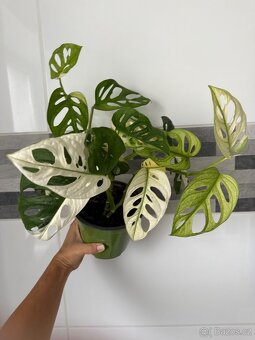 Monstera Adansonii Japanese Tricolor - 4