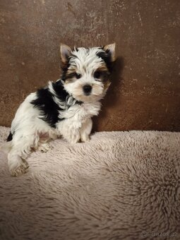 Biewer jorkširský teriér fenečka s pp - 4