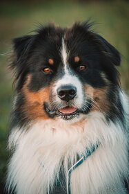 Krytí chovným psem- Australský ovčáka s PP - 4