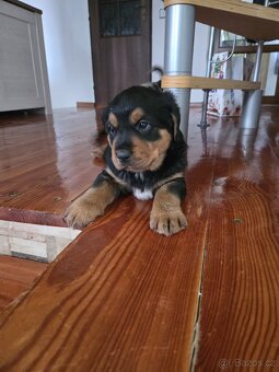 Štěňata  Rottweiler × Australský ovčák - 4