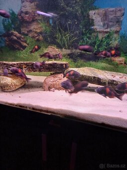 Tropheus Bulu Point - 4